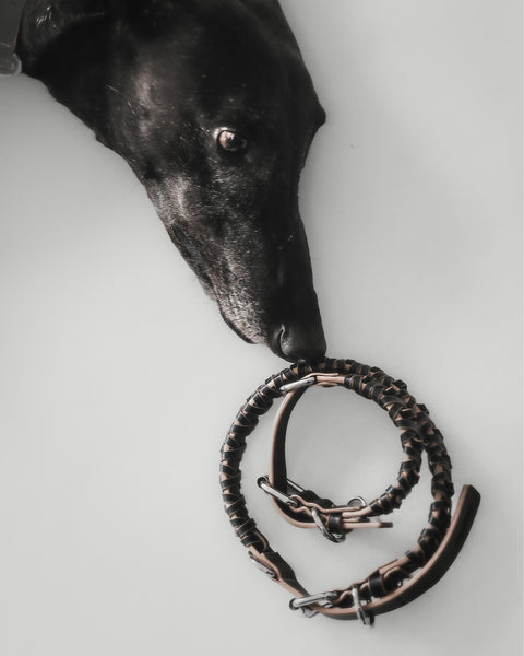 Le Roley Collier Pour Le Chien