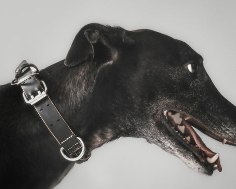 Le Roley Collier Pour Le Chien