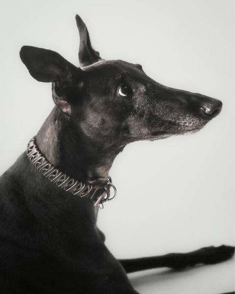 Le Roley Collier Pour Le Chien