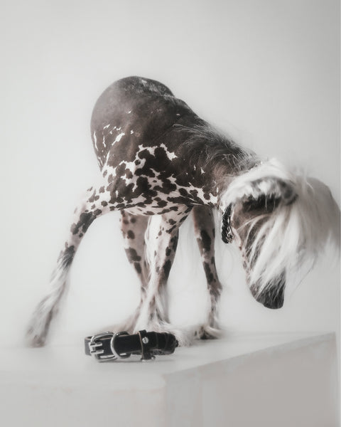 Le Roley Collier Pour Le Chien