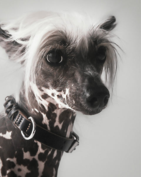 Le Roley Collier Pour Le Chien