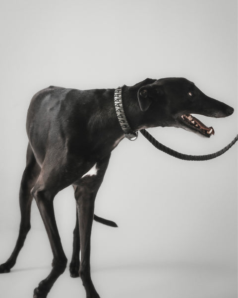 Le Roley Collier Pour Le Chien