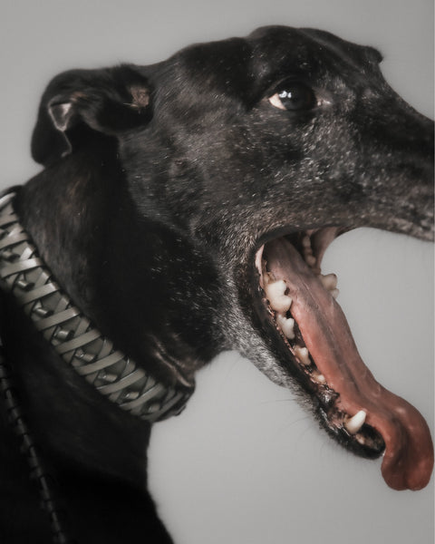 Le Roley Collier Pour Le Chien