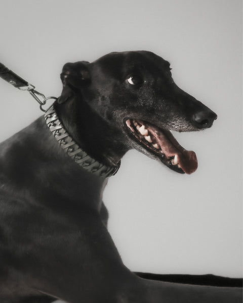 Le Roley Collier Pour Le Chien