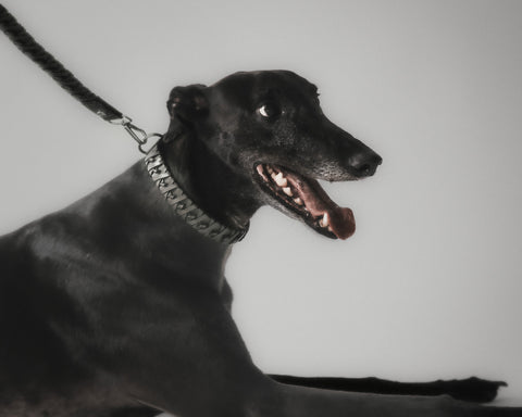 Le Roley Collier Pour Le Chien
