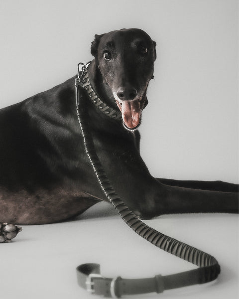 Roley Laisse Pour Le Chien