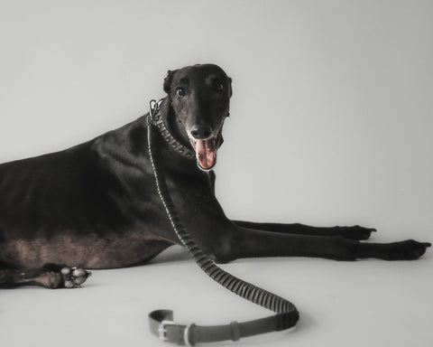 Roley Laisse Pour Le Chien
