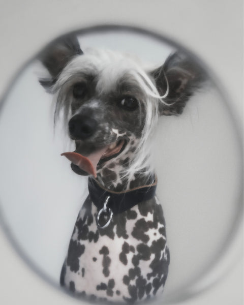S&M Collar