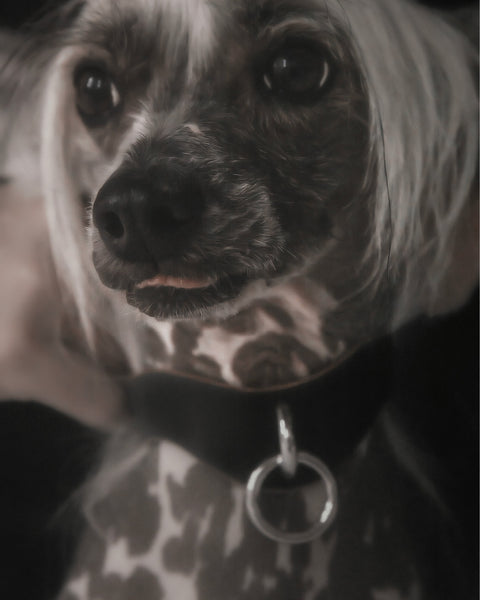 S&M Collar