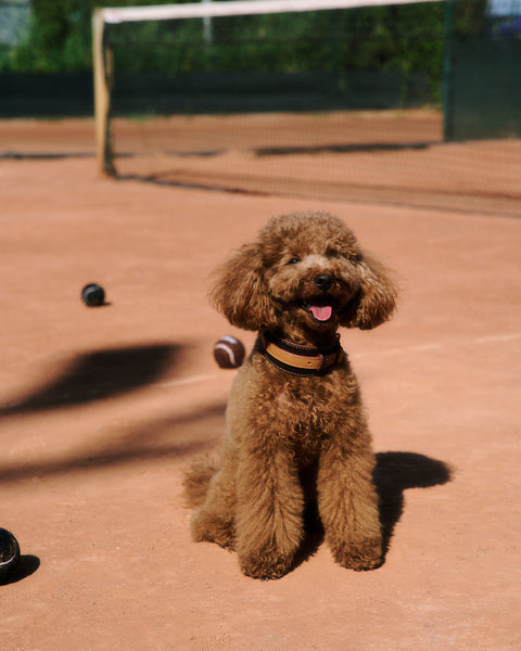 Vintage Fetch Pack