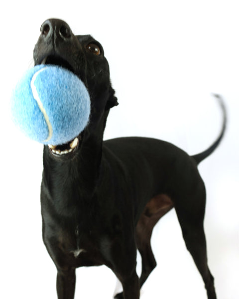 Vintage Fetch Pack