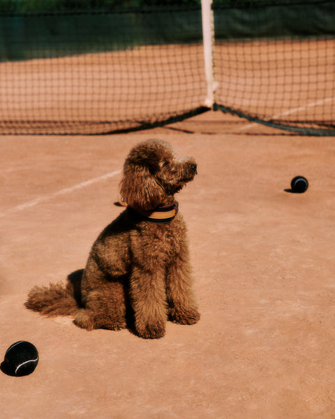 Vintage Fetch Pack
