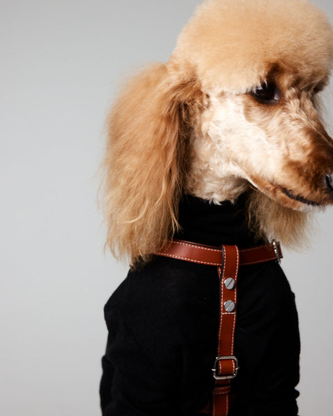 Classique Harnais Pour Chien