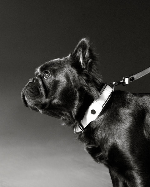 Classique Collar