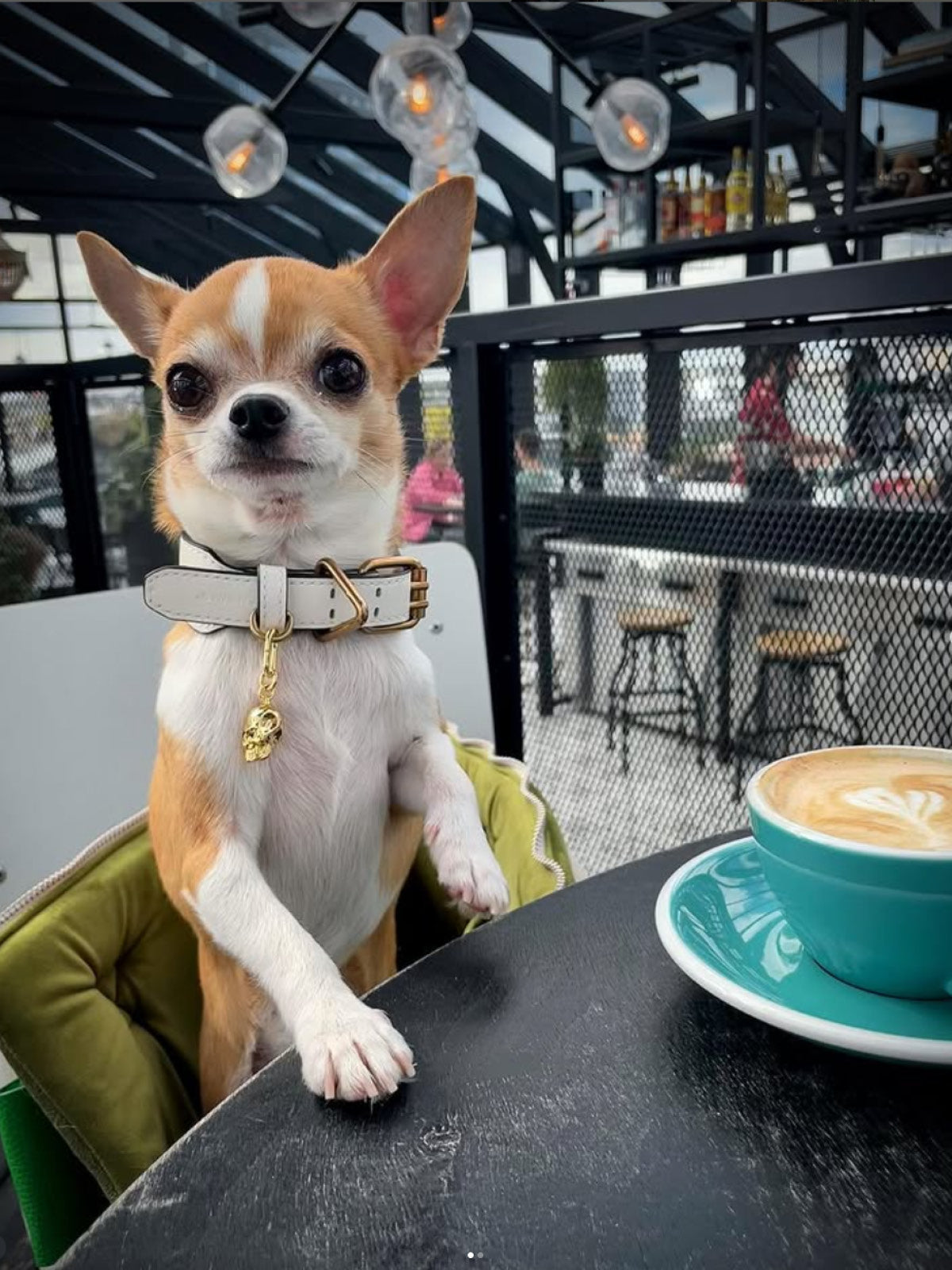 The Best Pet-Friendly Cafes in Sydney