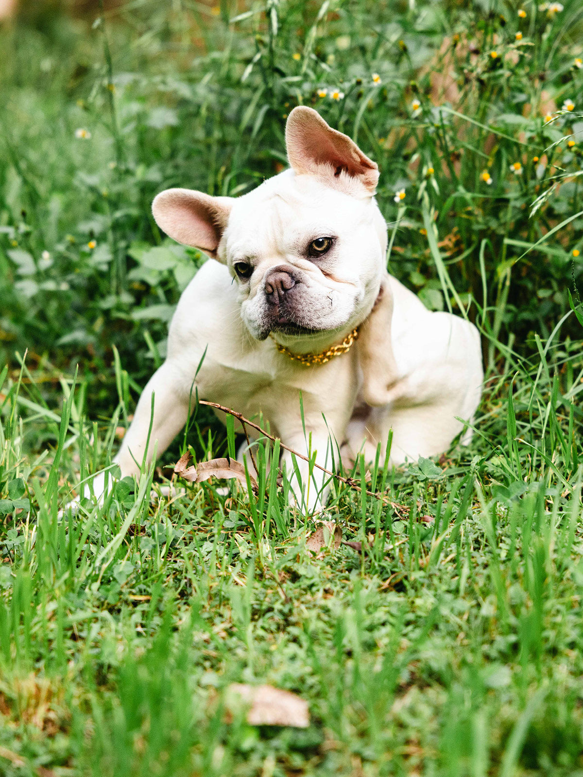 From Runway to Dog Park: Redefining Luxury and Timelessness in Pet Accessories