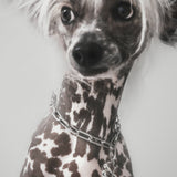 Francie Necklace - RHODIUM