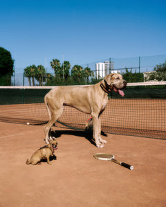 Le Retro Sport Harness