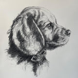 THEANIMALS MÉMOIRES