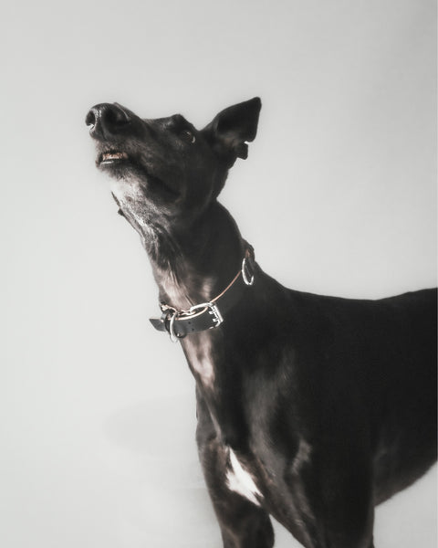 Le Roley Collier Pour Le Chien