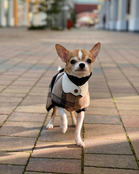 Le Smoking Collar